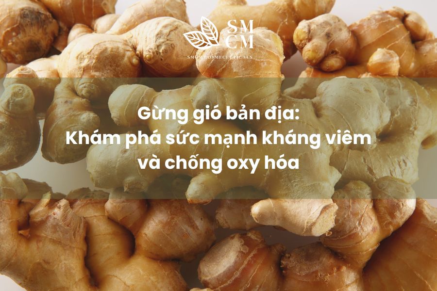 Gừng gió bản địa: Khám phá sức mạnh kháng viêm và chống oxy hóa